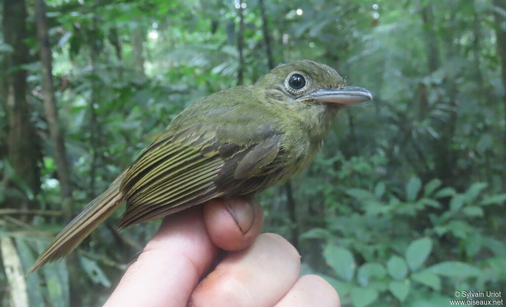 Eastern Olivaceous Flatbilladult