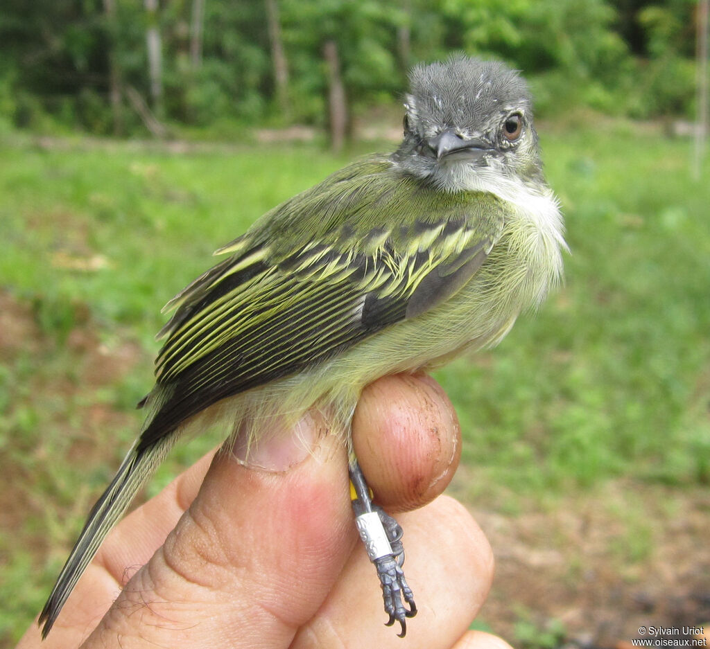Platyrhynque poliocéphale