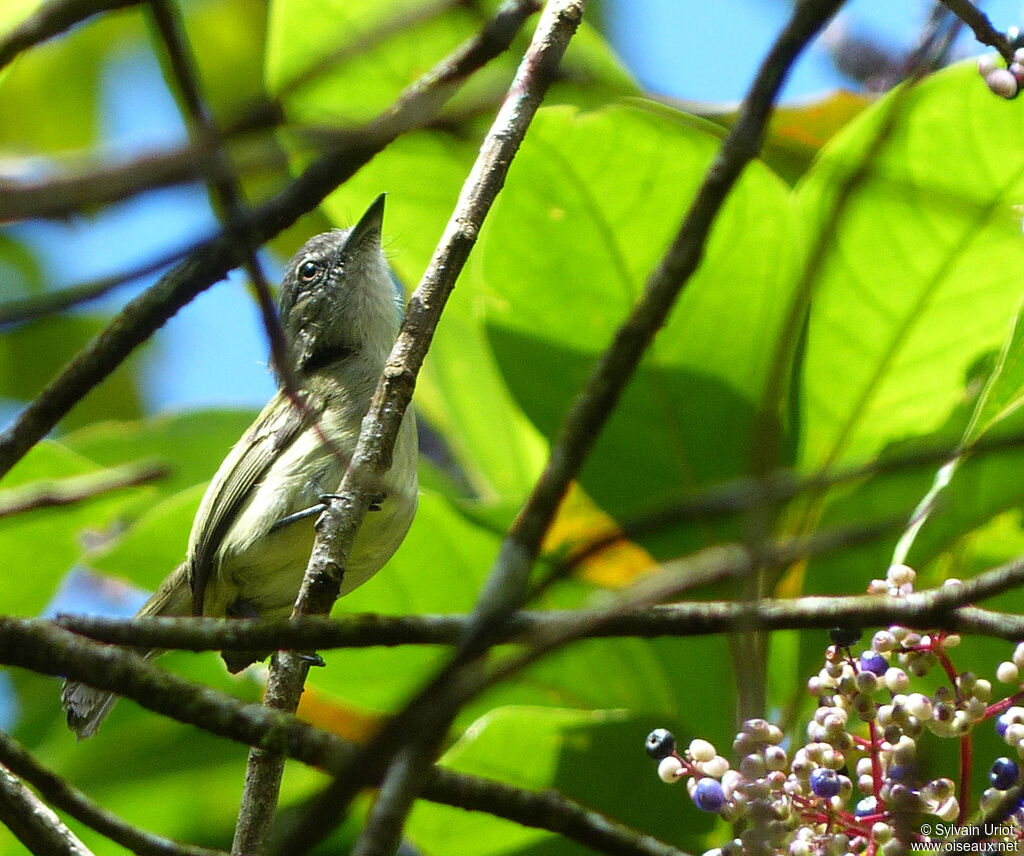Platyrhynque poliocéphale
