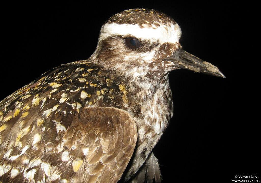 American Golden Ploveradult breeding
