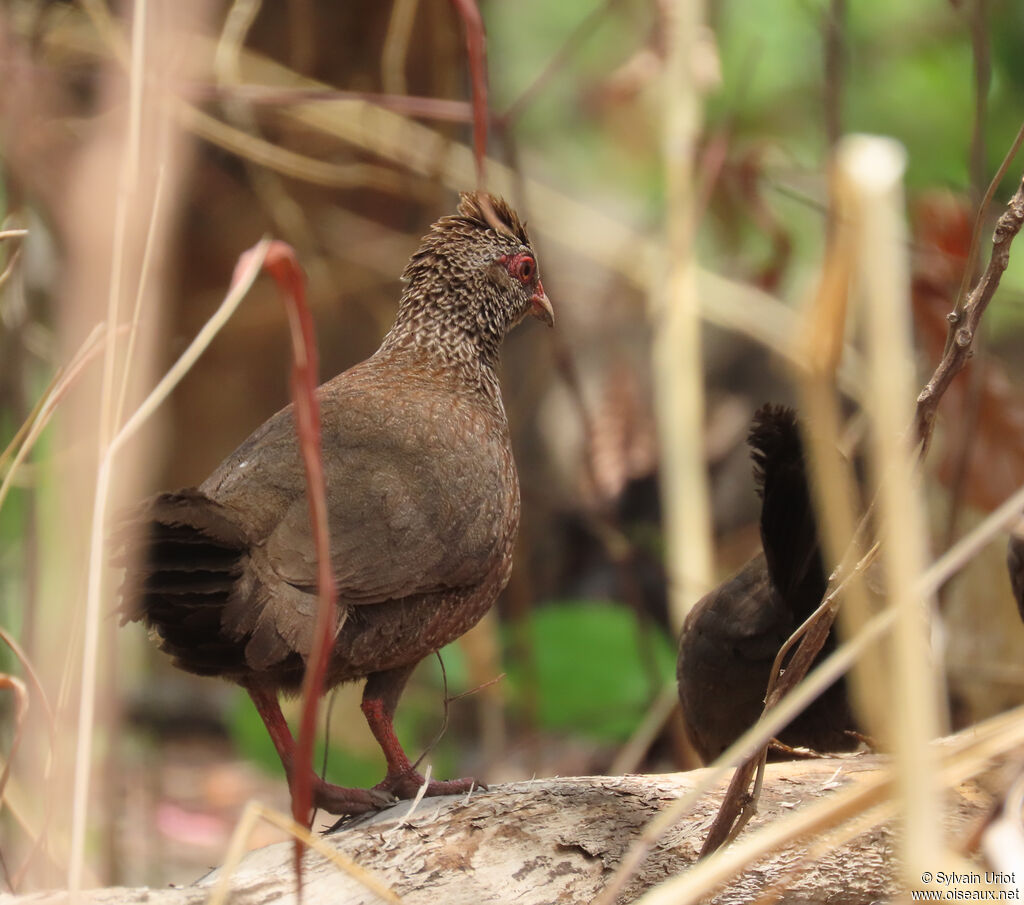 Stone Partridgeadult