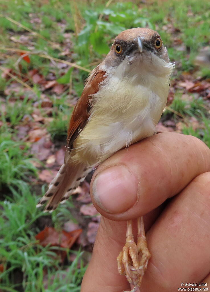 Prinia à ailes roussesadulte
