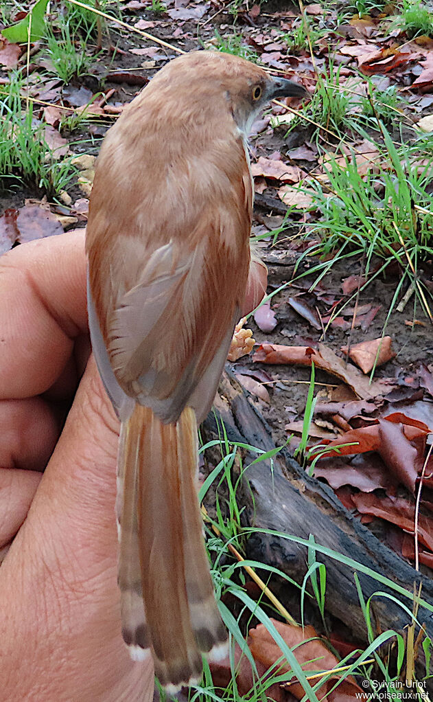 Prinia à ailes roussesadulte