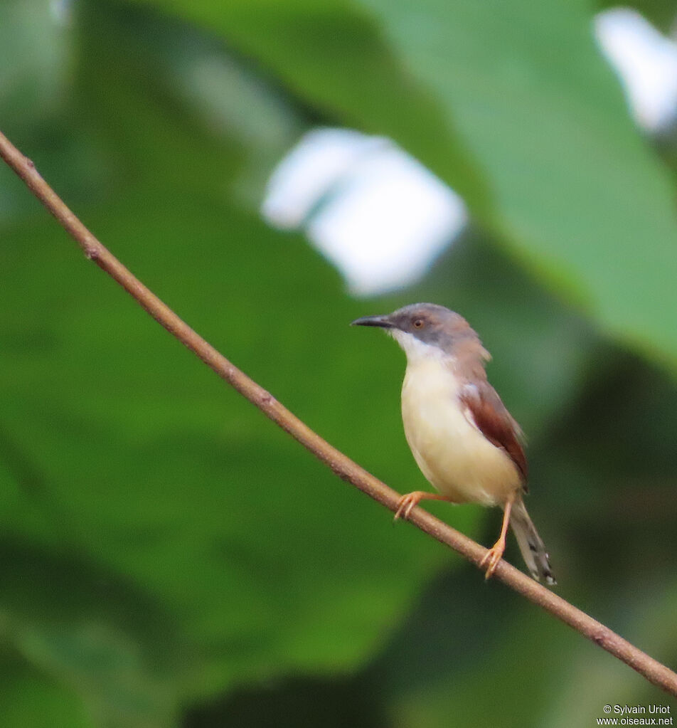 Prinia à ailes roussesadulte