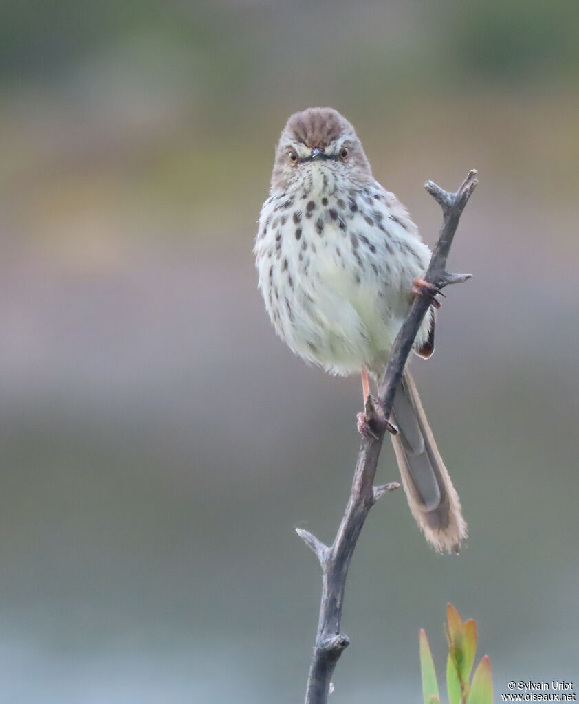 Prinia du Karrooadulte
