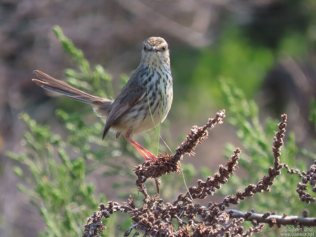 Prinia du Karrooadulte