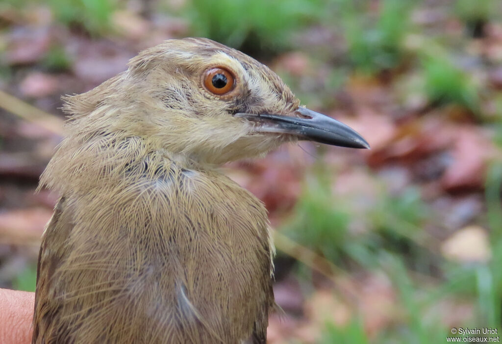 Tawny-flanked Priniaadult