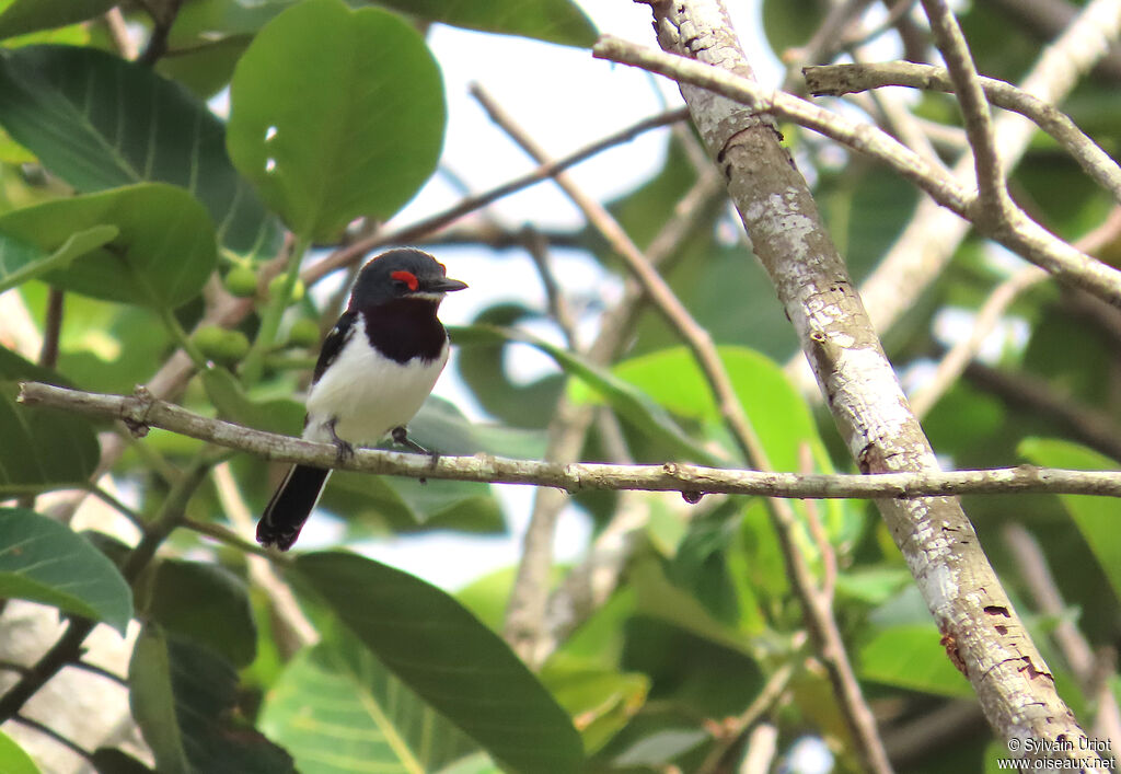 Brown-throated Wattle-eye female adult