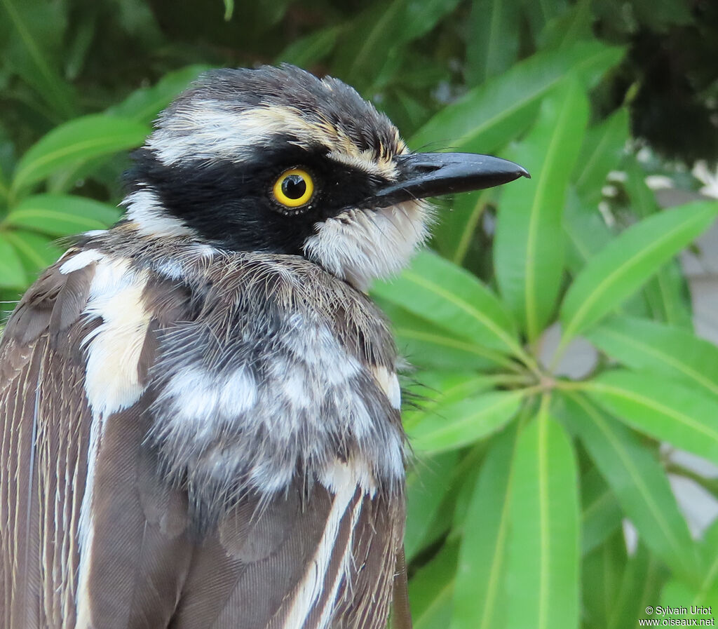 Pririt du Sénégal femelle immature
