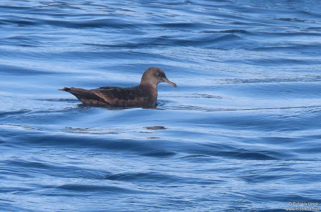 Sooty Shearwateradult