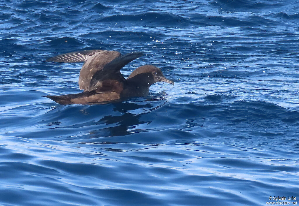 Puffin fuligineuxadulte
