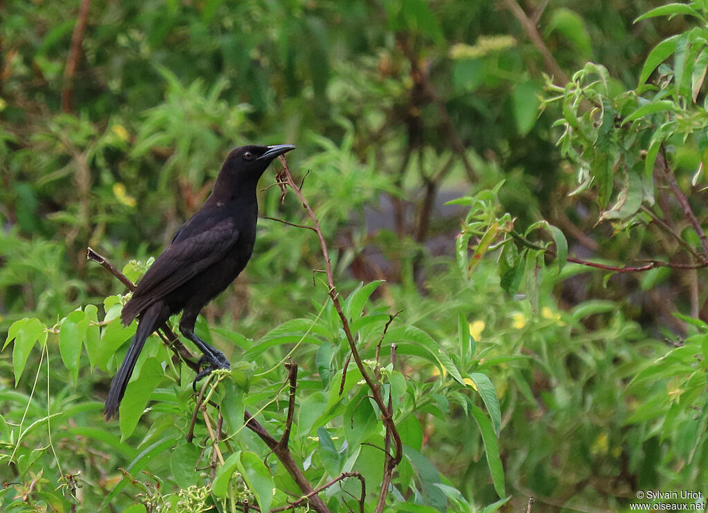 Quiscale merleimmature
