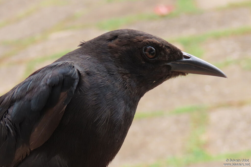 Quiscale merleimmature