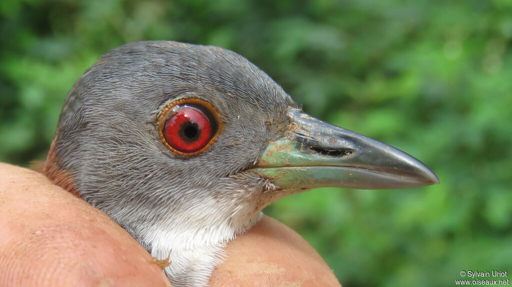 Grey-breasted Crake