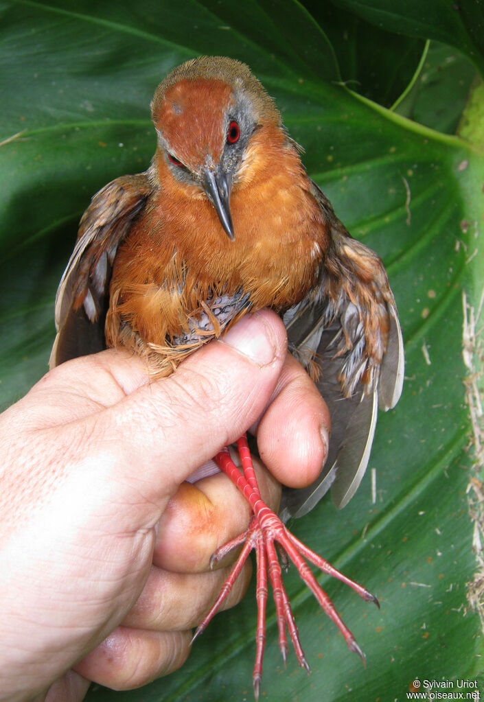 Russet-crowned Crake