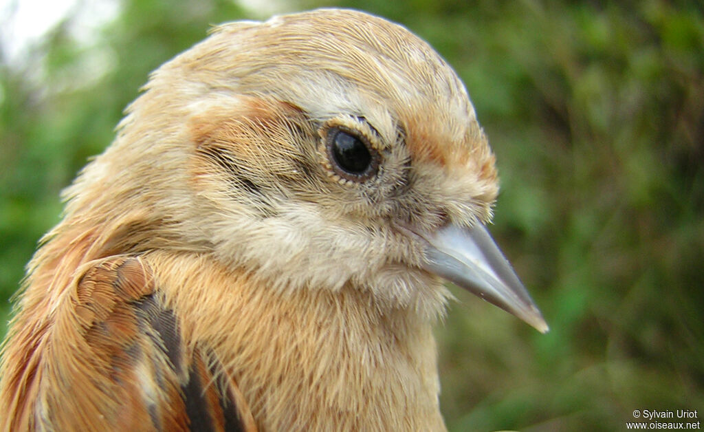 Eurasian Penduline Titimmature, close-up portrait