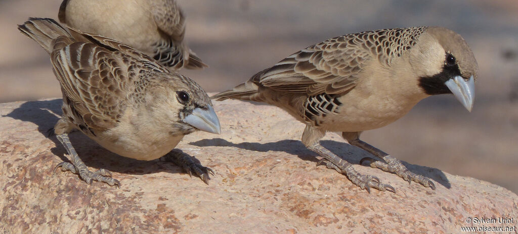 Sociable Weaver