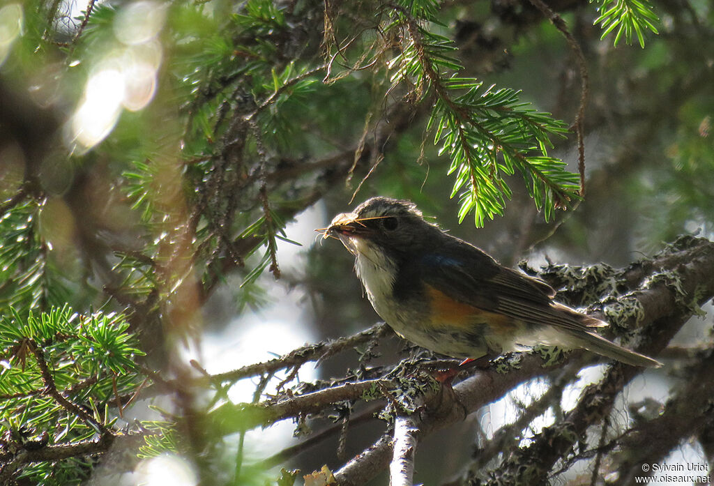 Red-flanked Bluetail male adult