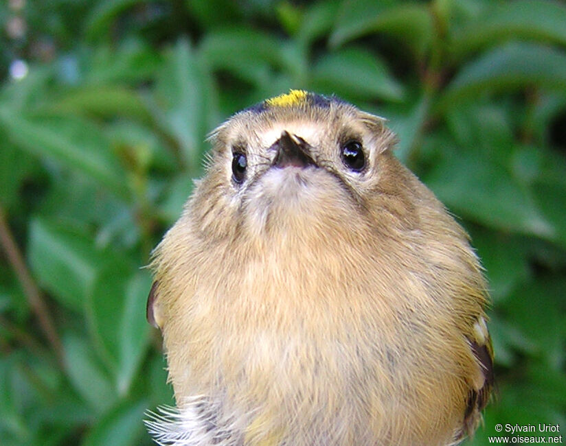 Goldcrest female adult, close-up portrait