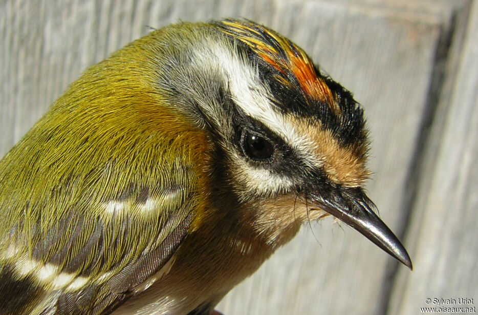 Common Firecrest male adult, close-up portrait