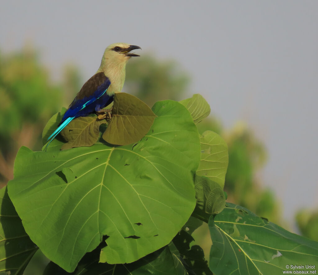Blue-bellied Rolleradult