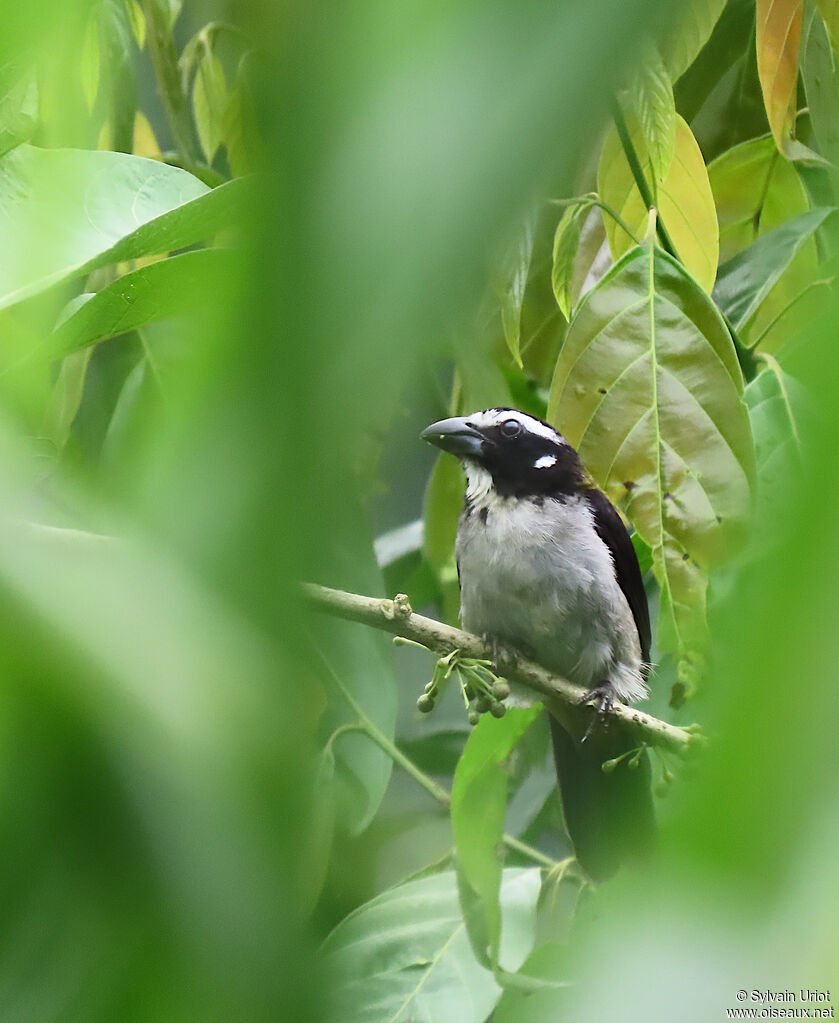 Saltator à ailes noiresadulte