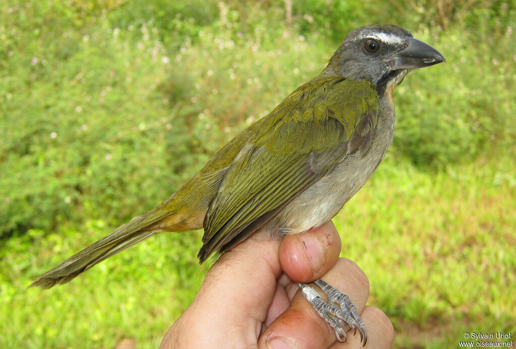 Saltator des grands-boisadulte