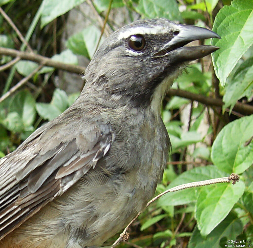 Bluish-grey Saltatoradult