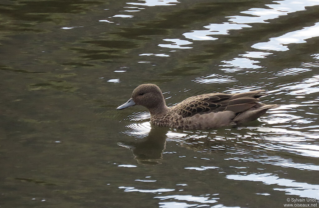 Andean Tealadult