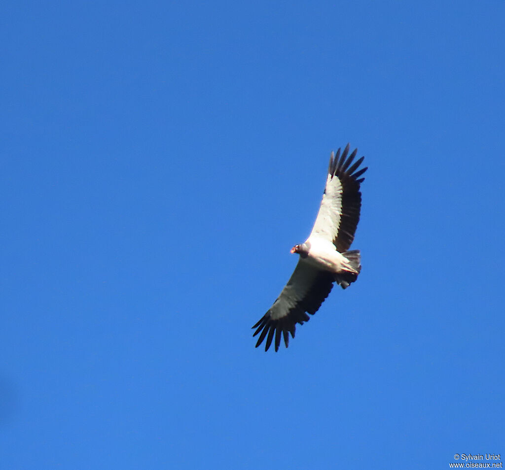 Sarcoramphe roiadulte