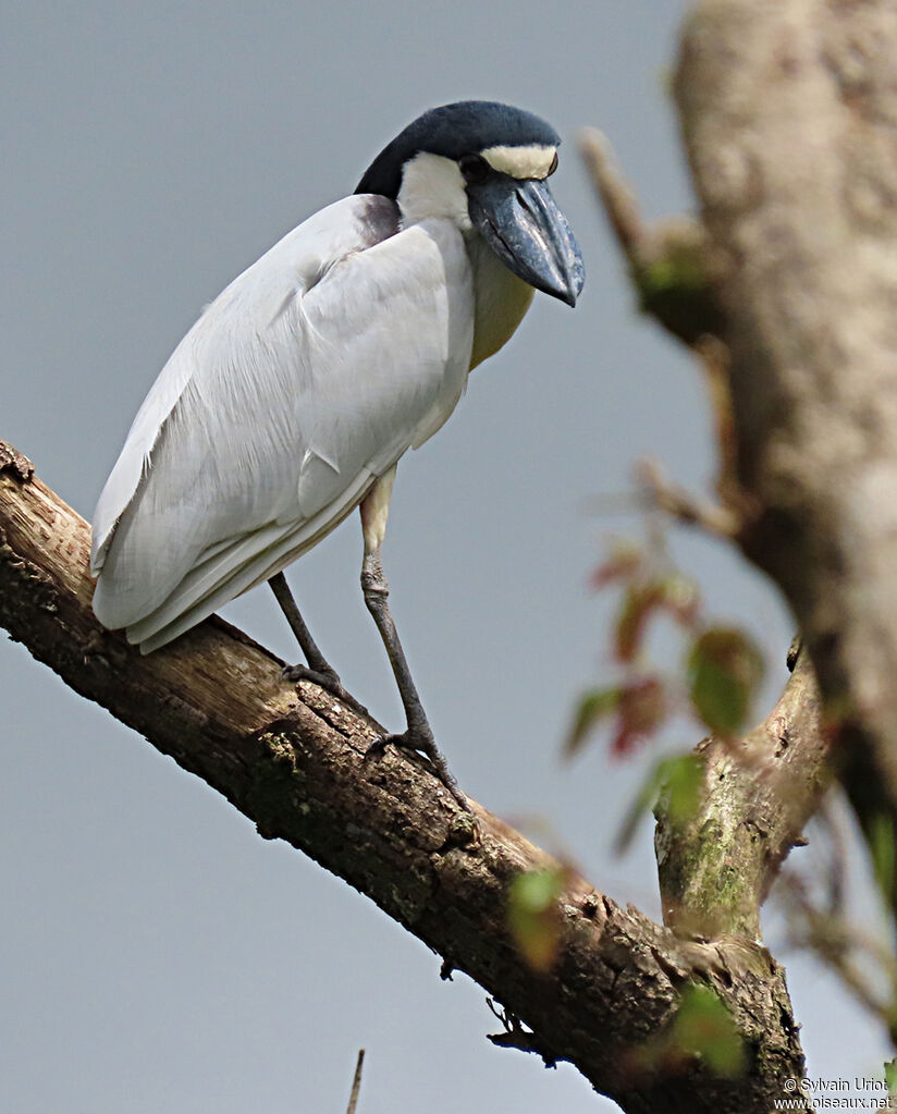 Boat-billed Heronadult