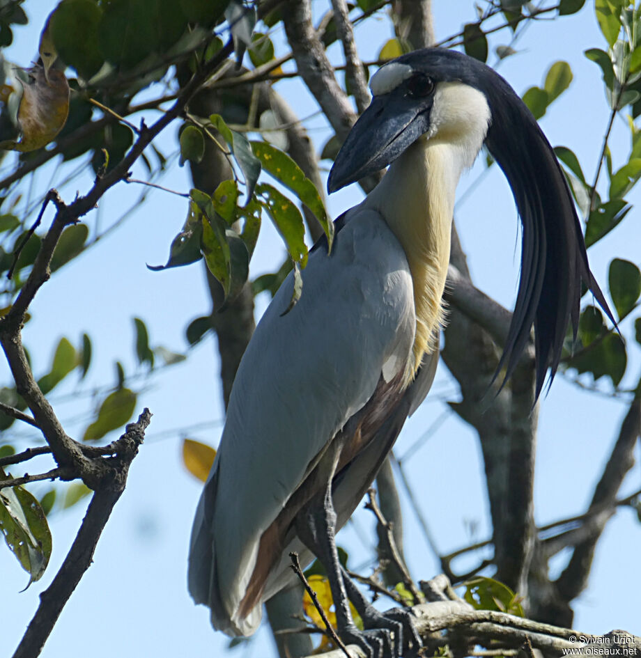 Boat-billed Heronadult