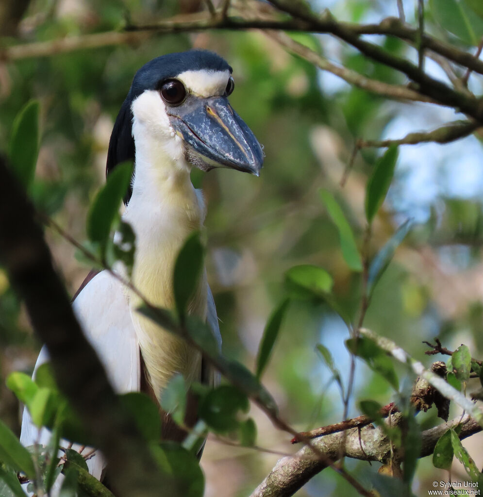 Boat-billed Heronadult