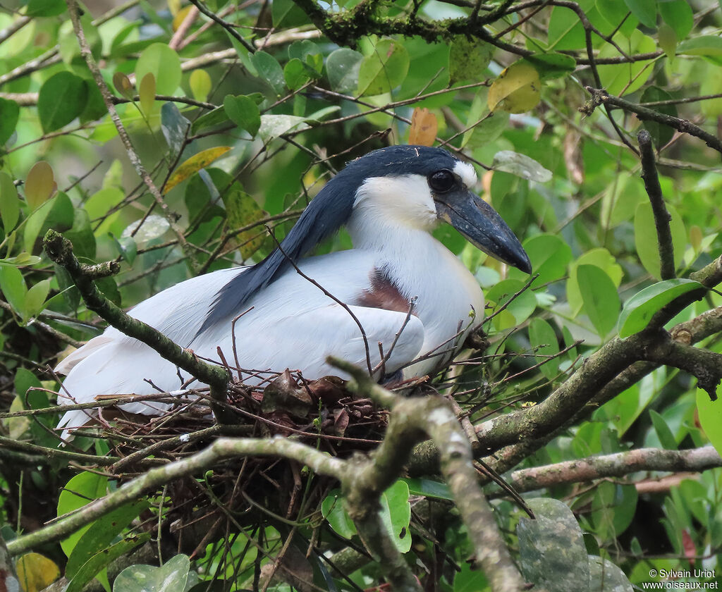 Boat-billed Heronadult