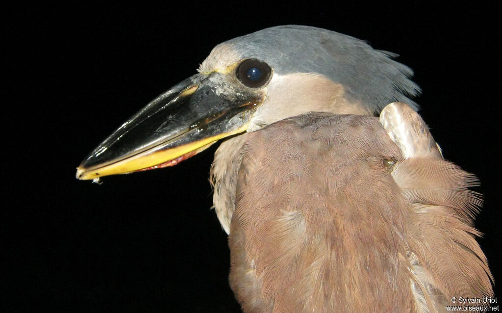 Boat-billed Heronimmature