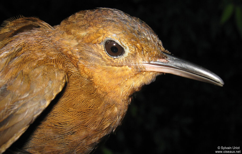 Short-billed Leaftosser