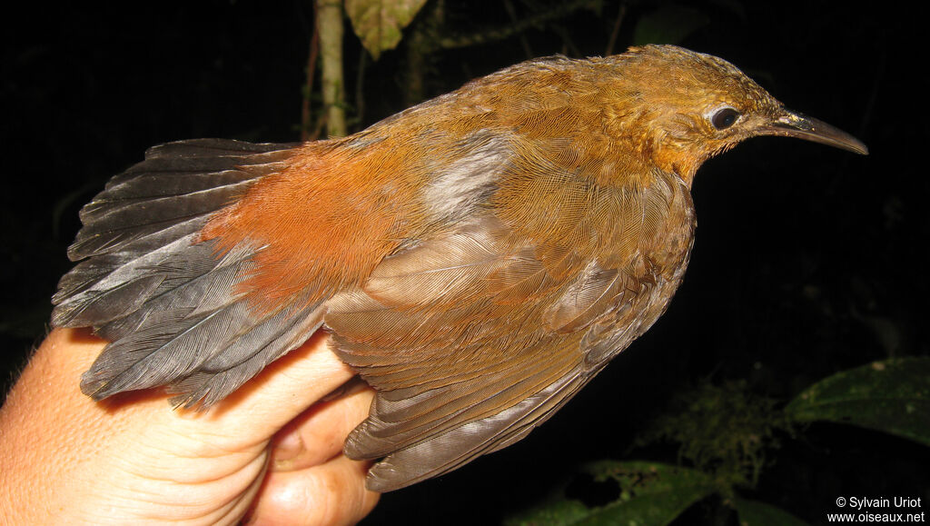 Dusky Leaftosser