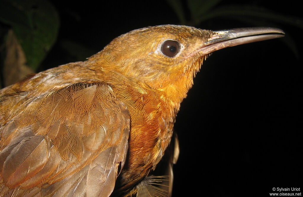 Dusky Leaftosser