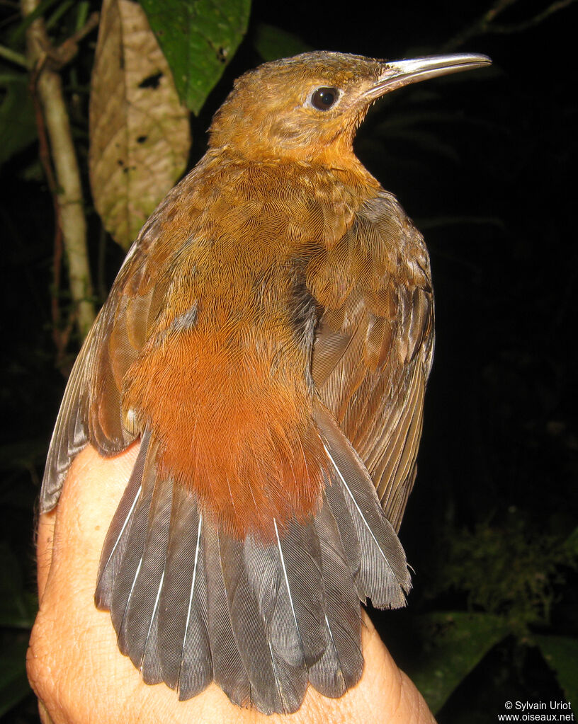 Dusky Leaftosser