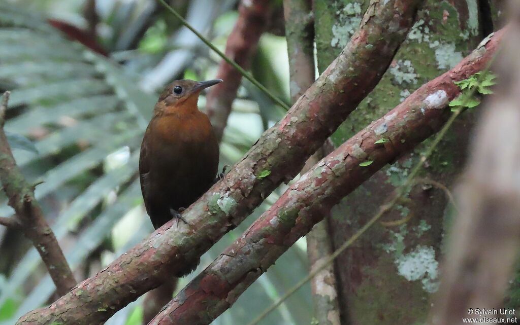 Dusky Leaftosseradult