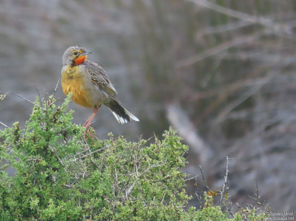 Cape Longclawadult