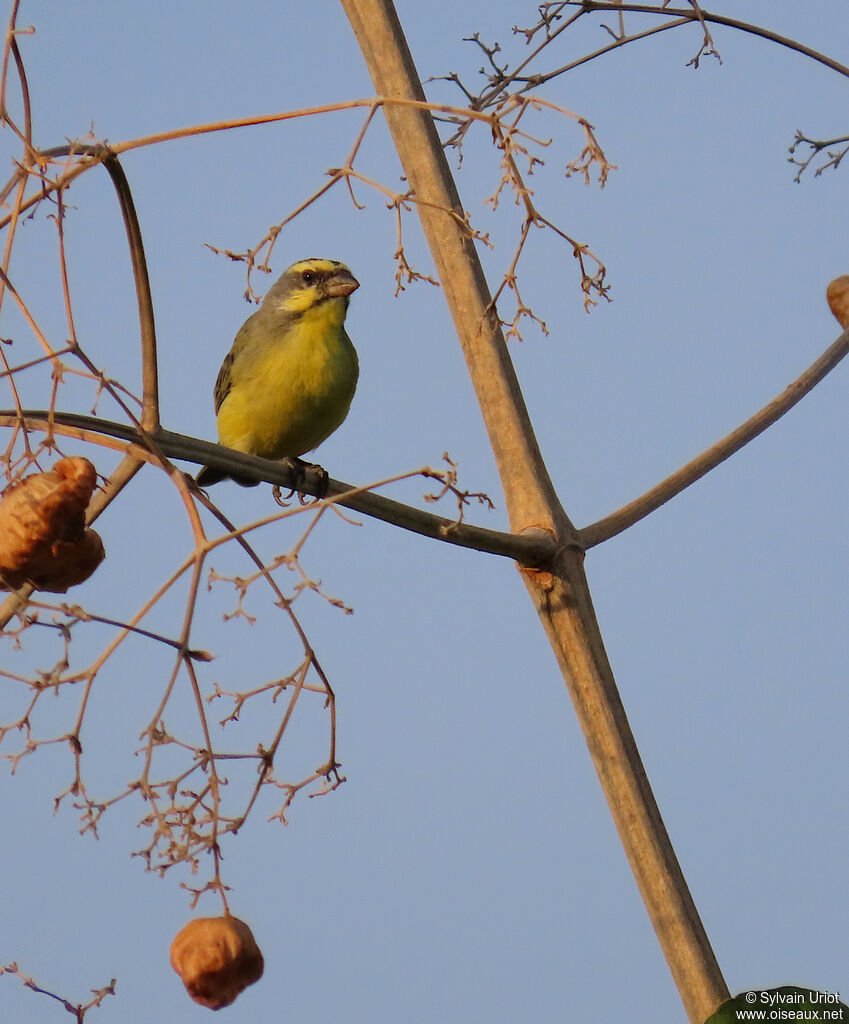 Serin du Mozambiqueadulte