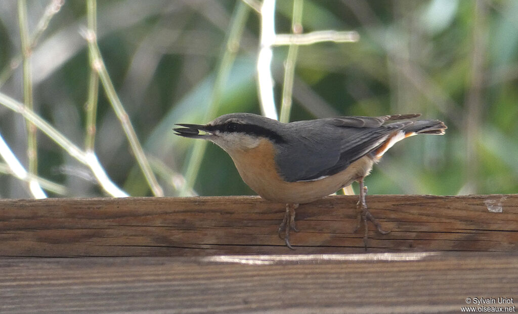 Eurasian Nuthatch male adult