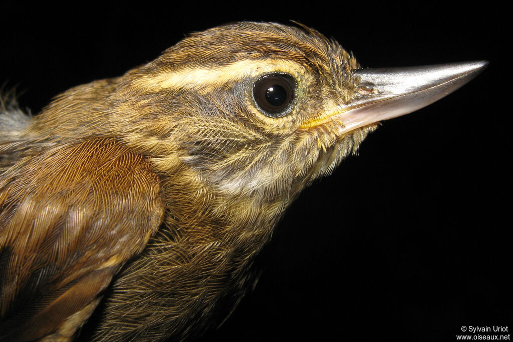 Amazonian Plain Xenops