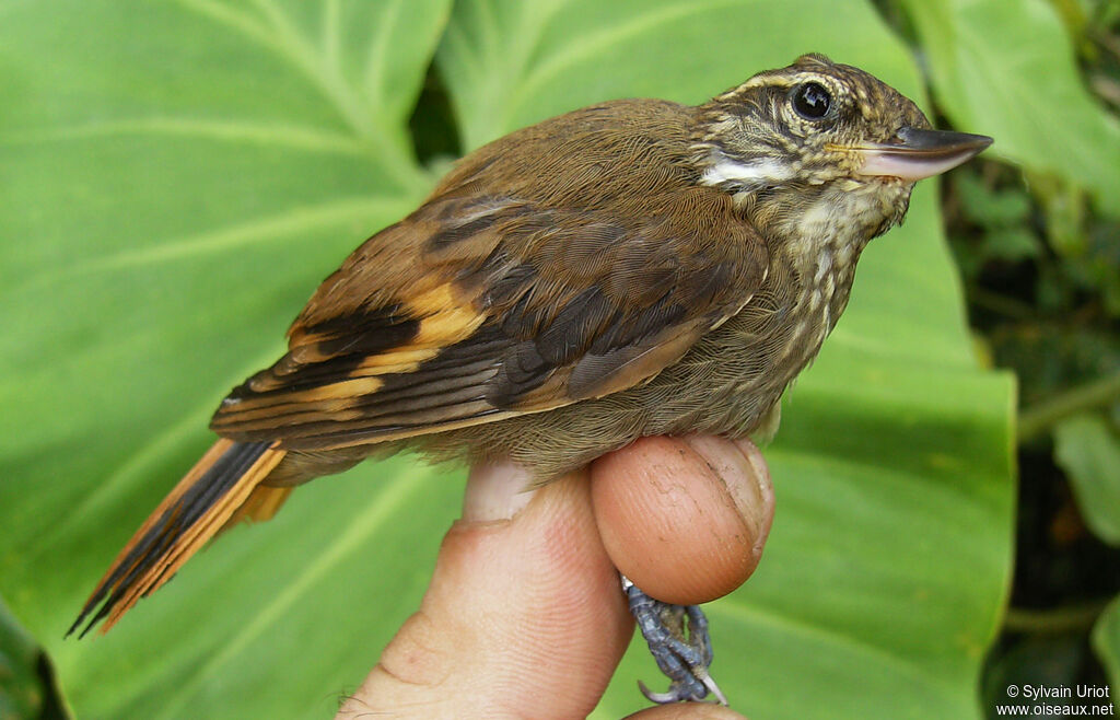 Amazonian Plain Xenops