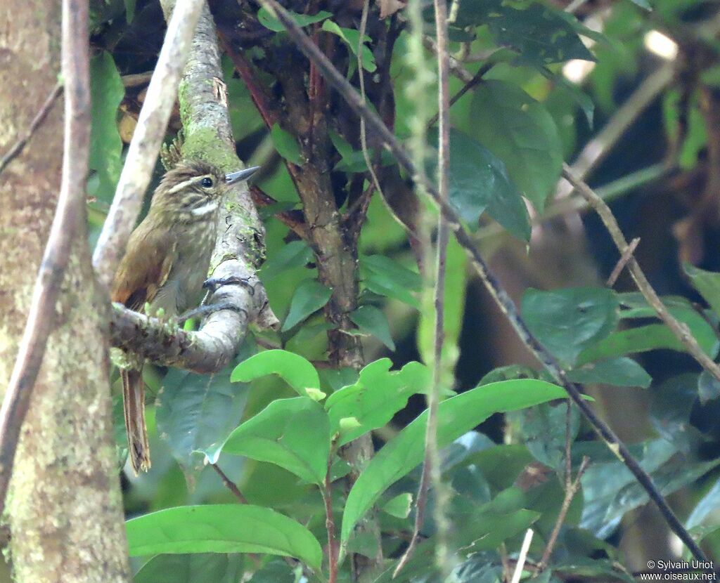 Amazonian Plain Xenopsadult, habitat, camouflage, pigmentation