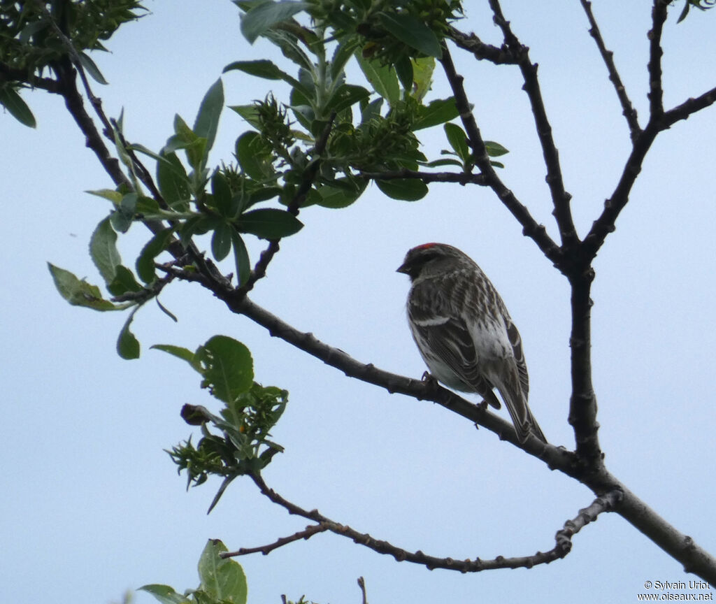 Redpoll male adult