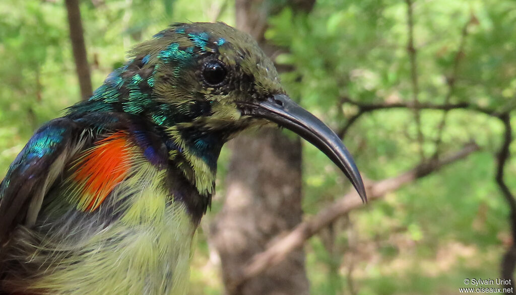 Variable Sunbird male immature