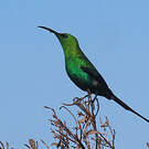 Souimanga malachite