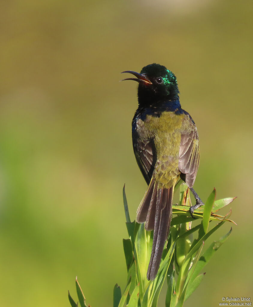 Orange-breasted Sunbird male adult